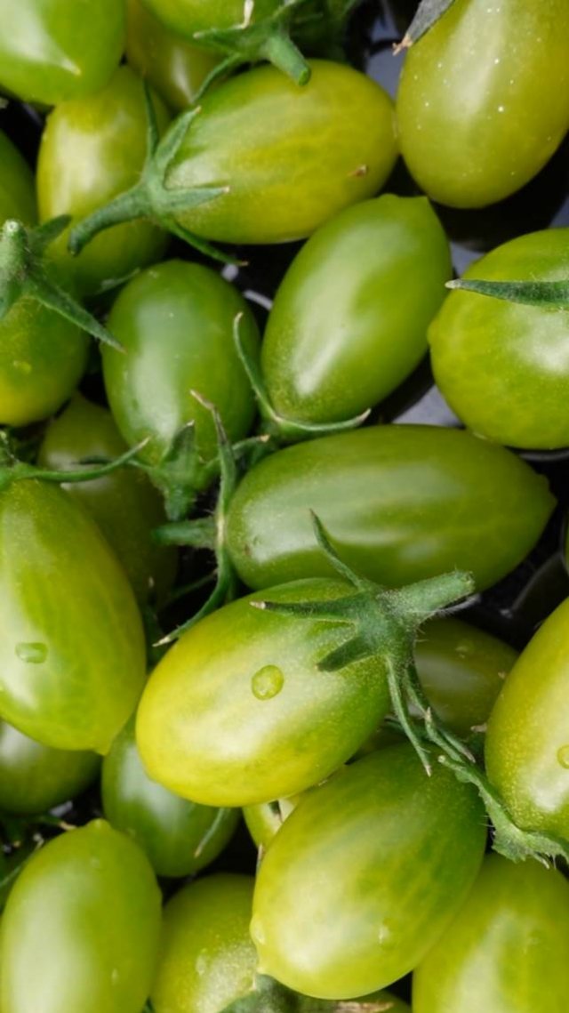 🍅Томат ЗЕЛЕНЫЙ ВИНОГРАД! #short #томаты #советы