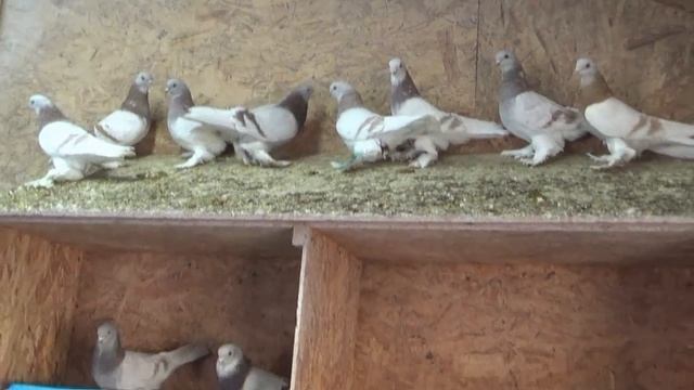 СРЕДНЕ-АЗИАТСКИЕ ГОЛУБИ АНСАРА.