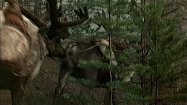 Костер в белой ночи (1984)