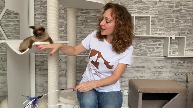 Почему Бурманская порода кошек самая лучшая. Европейская и Американская бурма. Питомник Freya Way*RU