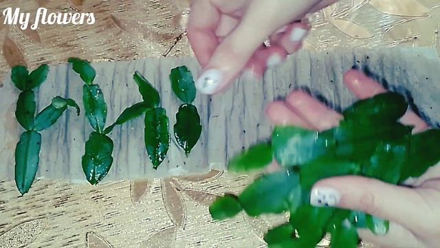Самый лёгкий способ укоренить черенки Декабриста