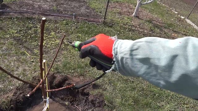 ПРОСТЫЕ ПРАВИЛА как обрезать саженец при посадке