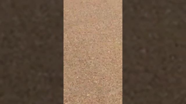 سرعة الأفعى وهي تتبع السيارة في الصحراء