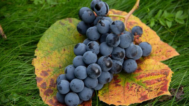 Кроме Изабеллы ничего не растет!?  3 альтернативы Изабелле Альфе