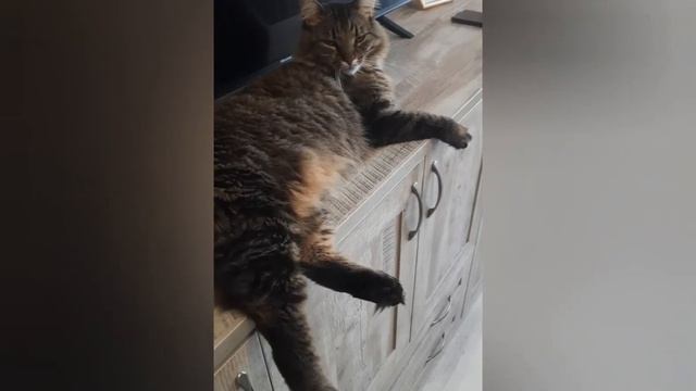 Почему котики любят сбрасывать предметы со стола? Это интересно.