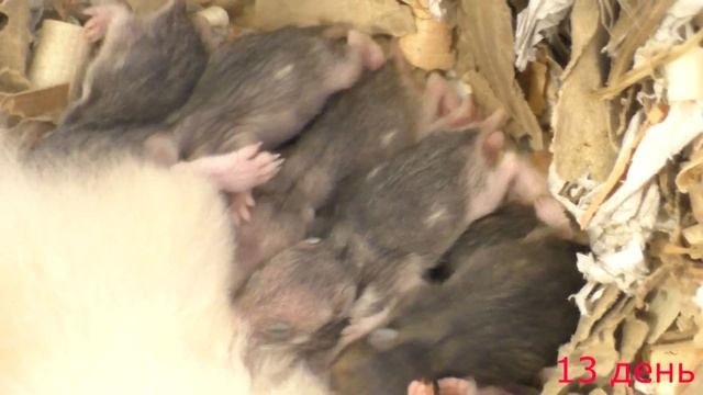 Как росли наши хомячки от 1 до 20 дней? Сирийские хомячки-развитие от рождения до взрослого.