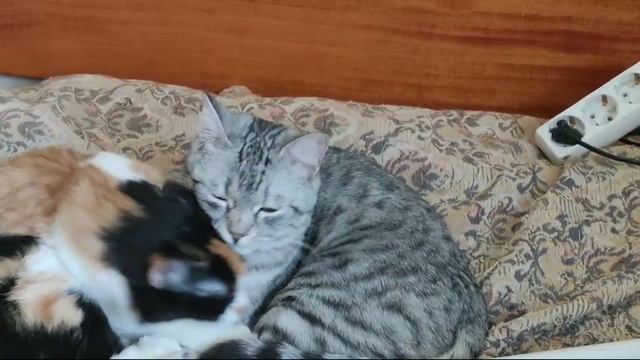 Грейси_2
