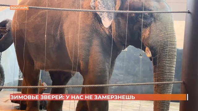 Комфортные градусы и хвойные сладости:  зимовье животных ростовского зоопарка