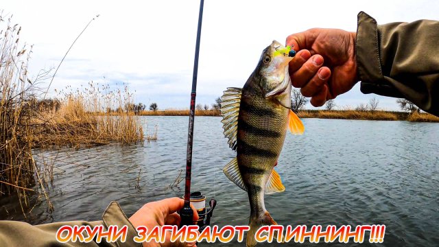 МИКРОДЖИГ и УЛЬТРАЛАЙТ! Окуни загибают спиннинг!