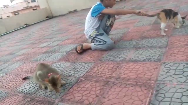 Mini Pussy