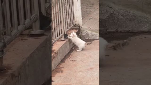 видос