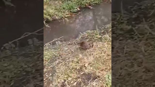 1737095065660.mp4