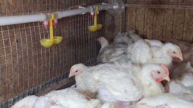 Бройлеры будут быстро набирать вес. Бройлеры вылечились и переехали.