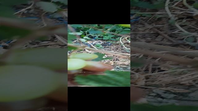 виноград ламборджини