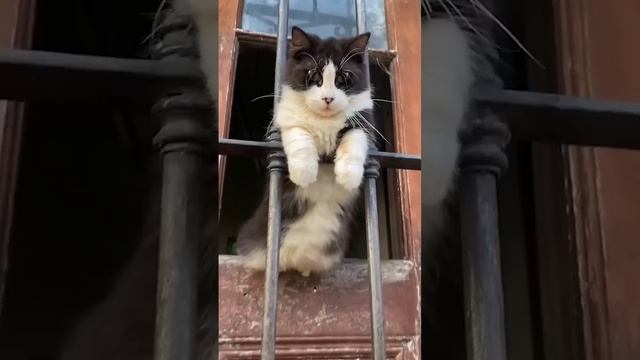 Смешные пушистики