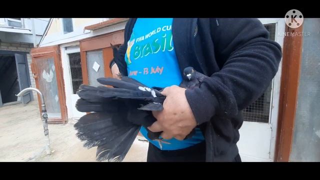 Николаевские голуби