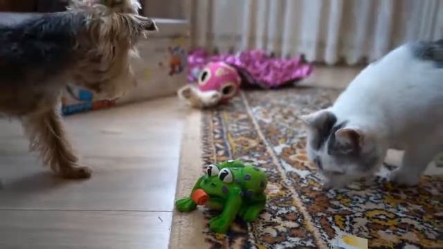 ШКОЛА КОТОВ УРОК МАСКИРОВКИ! ПРЯТКИ ЧЕЛЛЕНДЖ КОТ ПРОТИВ КОШЕЧКИ КТО ЛУЧШЕ ПОДА
