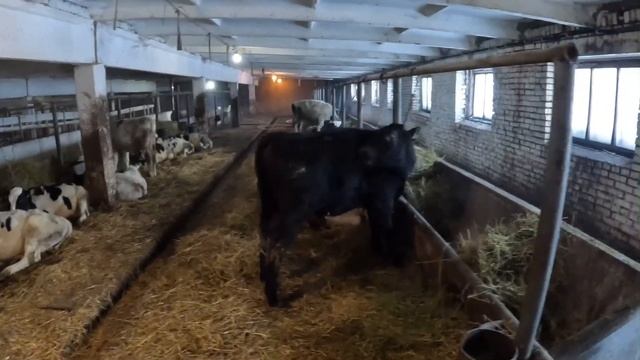 Откорм Быков на мясо. Бизнес на селе !Подводные камни.Российская глубинка