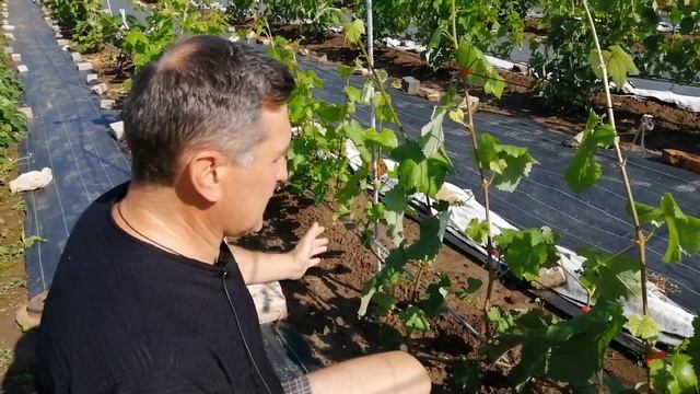 Как повысить урожайность винограда.