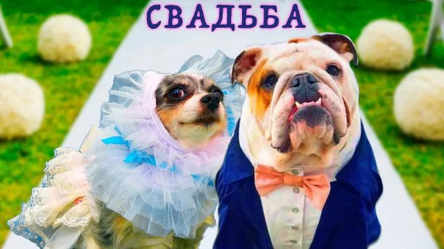 КОРОЧЕ ГОВОРЯ, ЖЕНЮСЬ! МЕЧТЫ ПИТОМЦЕВ В РЕАЛЬНОЙ ЖИЗНИ