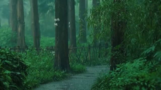 Дождь в лесу