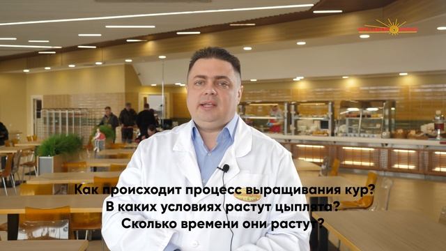 Как выращивают кур на птицефабрике? | Ярославский бройлер