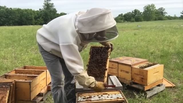 Как я делю СЛАБЫЕ семьи и заселяю нуклеусы? (Иан Степплер, Канада)