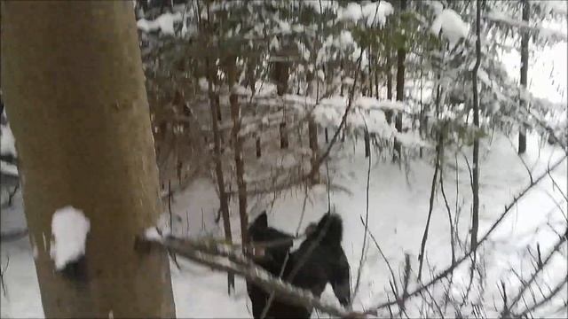 #ОХОТА НА КУНИЦУ С ЛАЙКАМИ .| НАЕДИНЕ С ПРИРОДОЙ