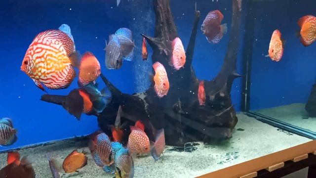 По следам чемпионата "Дискус 2024". Часть вторая.