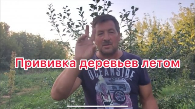 ЛЕТНЯЯ ПРИВИВКА ЗЕЛЁНОЙ ПОЧКОЙ СЛИВЫ И ЯБЛОНИ/АВГУСТ/ Просто и доступно каждому.