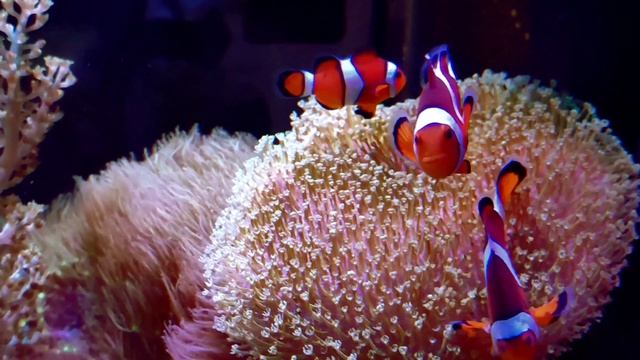 морской аквариум, кубик