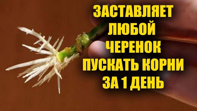 Любой черенок пустит корни за 1 день 100%. Черенкование любых черенков от роз до винограда!
