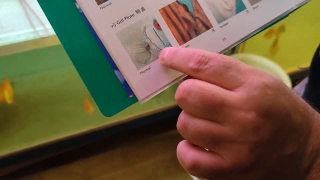 Готовим дискусов к чемпионату.