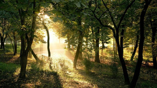 Звуки леса и пение птиц на рассвете