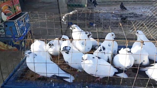 Птичий рынок в Аксае. Скворцы, индийские павлины и ростовские лебеди. И это всё голуби!