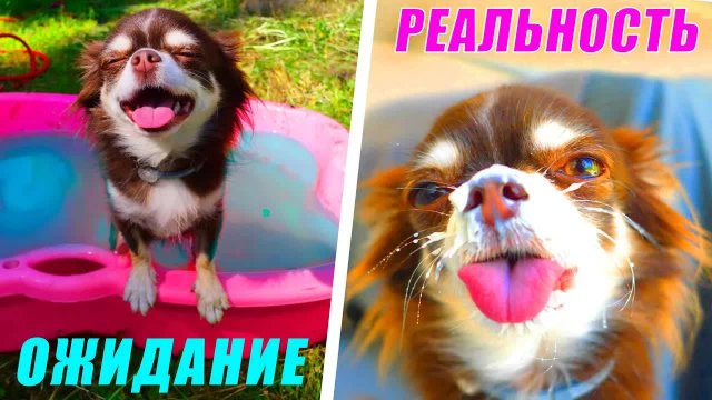 ЛЕТНИЕ КАНИКУЛЫ ГЛАЗАМИ СОБАКИ! ОЖИДАНИЕ vs РЕАЛЬНОСТЬ