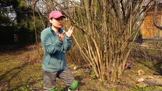 Обрезка чубушника