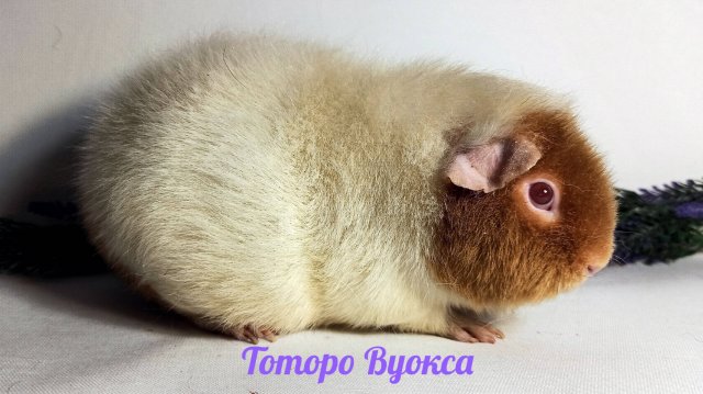 Будут ли детки у Вивы ? 23.01.25 #КАК_защитить_свинку_от_ЛИШАЯ и других ЗАБОЛЕВАНИЙ ? #дельцид