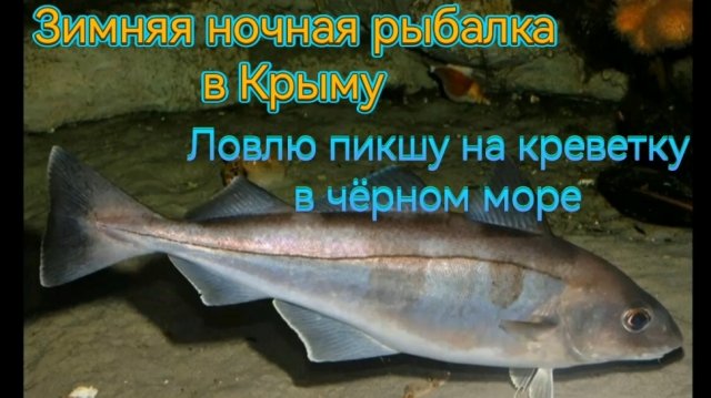 Зимняя ночная рыбалка на чёрном море в Крыму, ловлю пикшу на креветку!