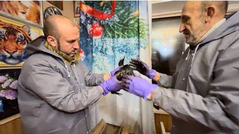 Спасенные птицы конечно в жутком состоянии, но мы мы стараемся сделать все что можем!