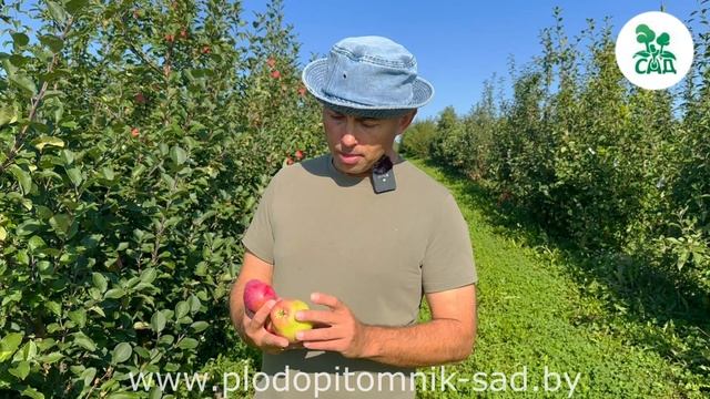 Яблоня КАНДИЛЬ БАГРЯНЫЙ. Редкий сорт свердловской селекции. Плодоношение в нашем питомнике.