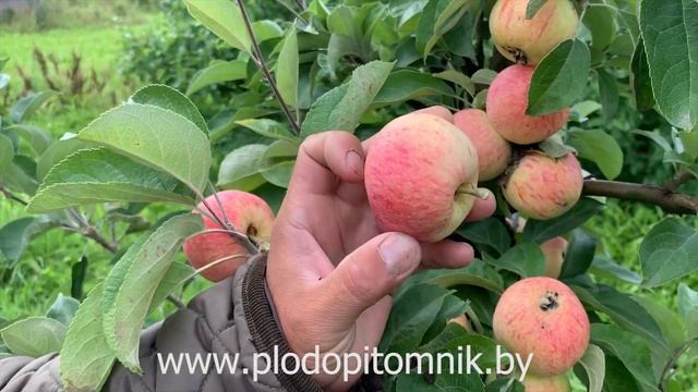 Яблоня сорт КОНФЕТНОЕ. Вкус на 5 баллов, ранний, зимостойкий сорт яблони.