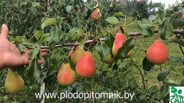 Груша Русская красавица (Красавица Черненко). Зимостойкий осенний сорт груши.