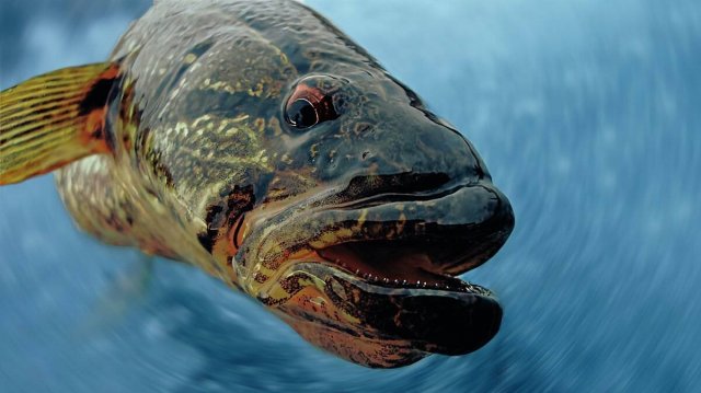 РР4 Новогодние задания 25 (попробовал ловить бычка, не пошло, ушёл фармить на норвежское море)