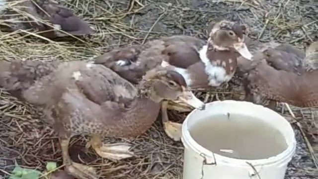 Обзор хозяйства 🐔🦆🥚