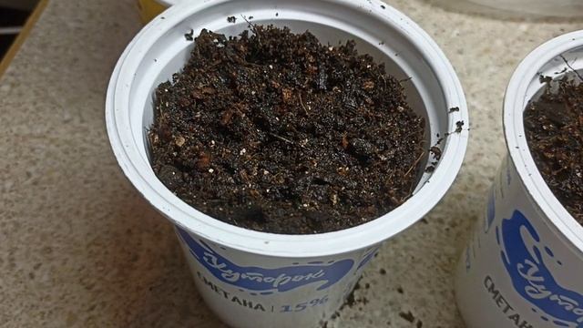 Земляные работы дома в январе. Посадка чешуек с луковичками и семян лилий кудреватых (мартагон)