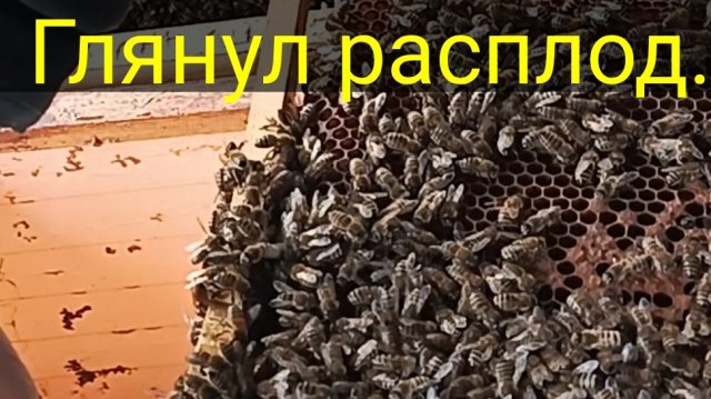 Осмотрел сколько расплода.