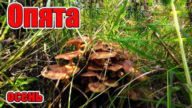 Как отличить ложный опенок от съедобного. Опята осень. Тихая охота.