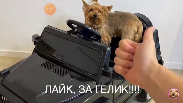 злой пёс Микки 3 серии