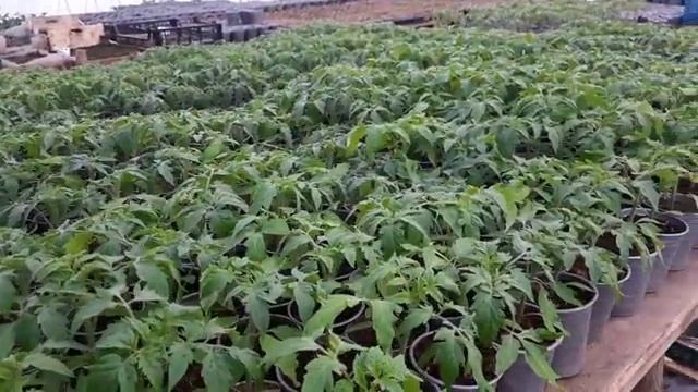 Рассада томатов от А до Я - ЗОЛОТЫЕ ПРАВИЛА ВЫРАЩИВАНИЯ